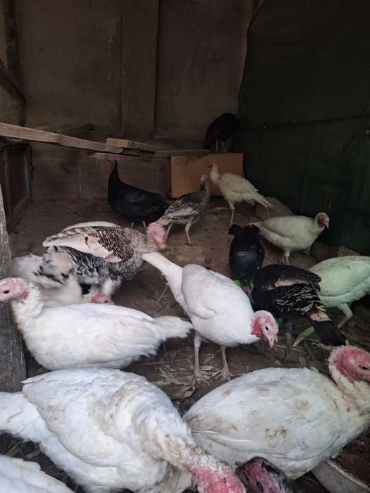 Индюки домашние свои