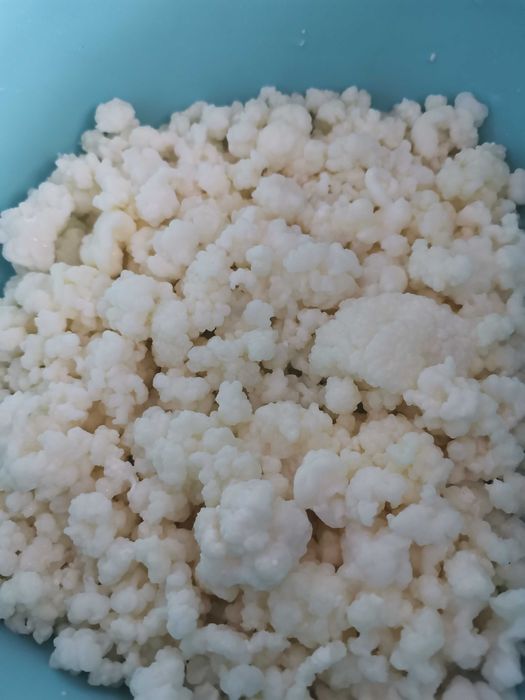 Кефир зърна от кефир