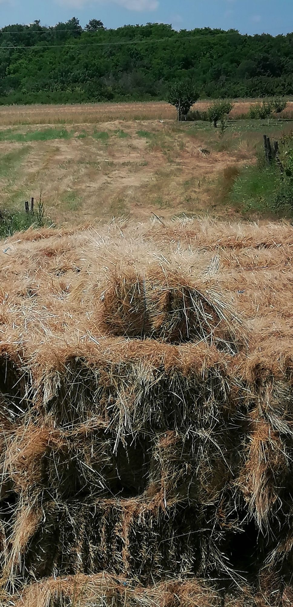 Baloți de fân curat