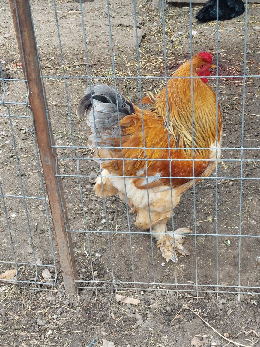 Vând oua brahma columbia pe albastru