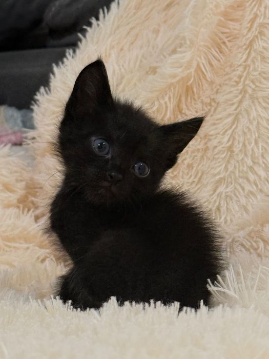 Отдам котят в хорошие руки