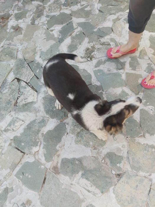 Продам  щенка  Алабая, девочка.   3 месяца . Окрас :чёрный - белый  .