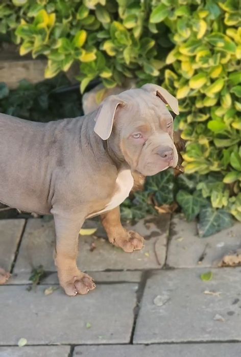 American bully xl Femela