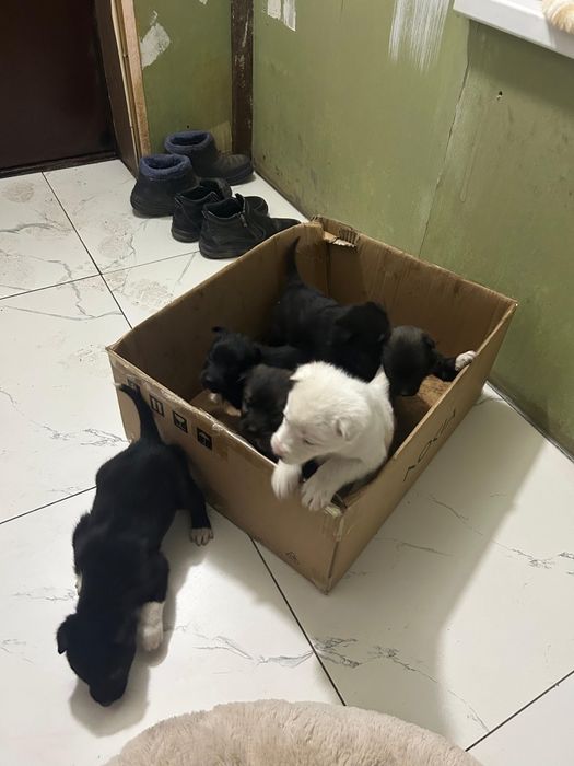 Отдам в добрые руки