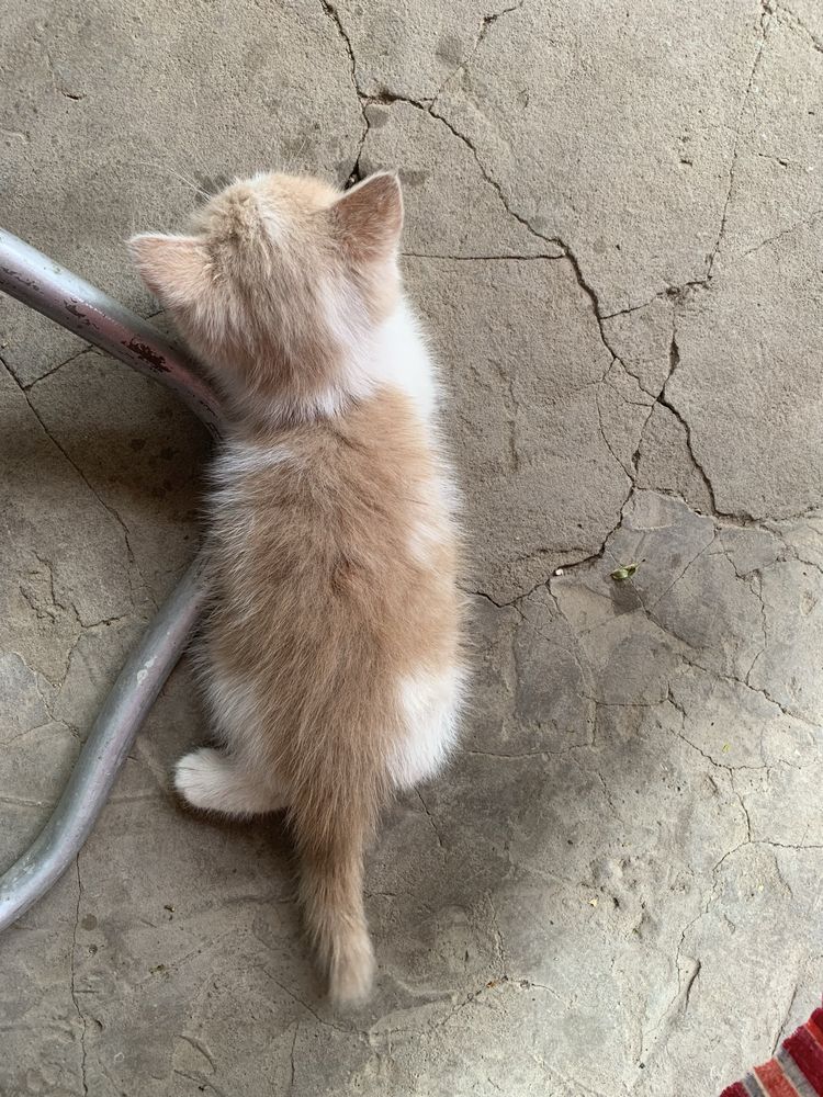 Котенок в добрые ответственные руки