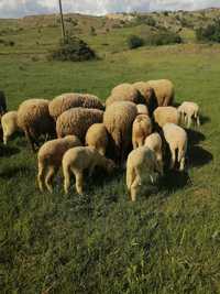 Продават се млади овце