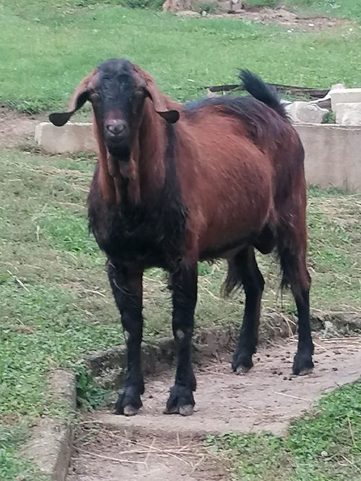 Țap anglo nubian de vânzare