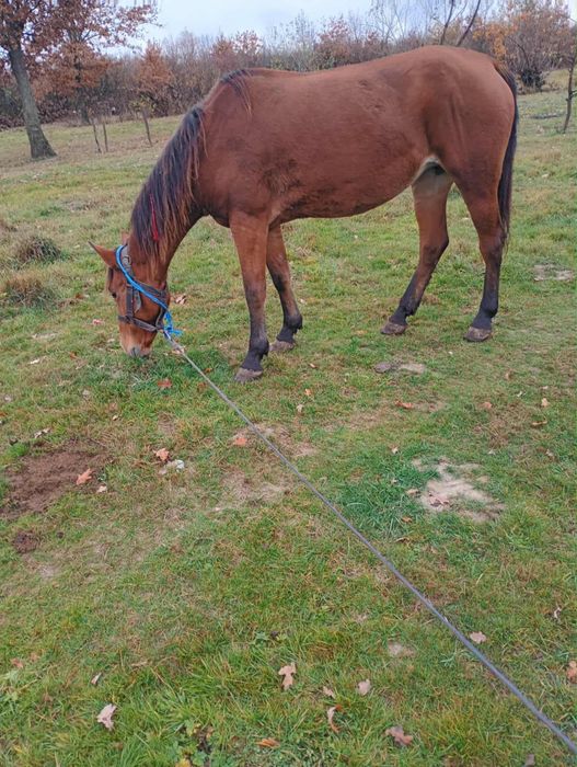 Iapa de vânzare tott