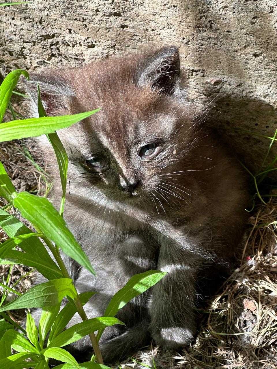 Котята ищут дом. 2 месяца