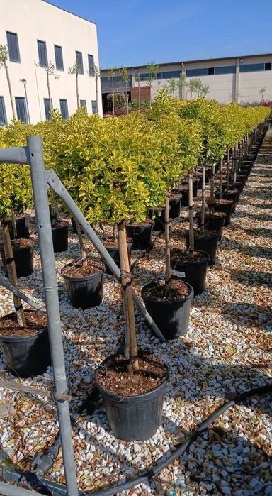 Pon pon palmieri prunus laur fotinia