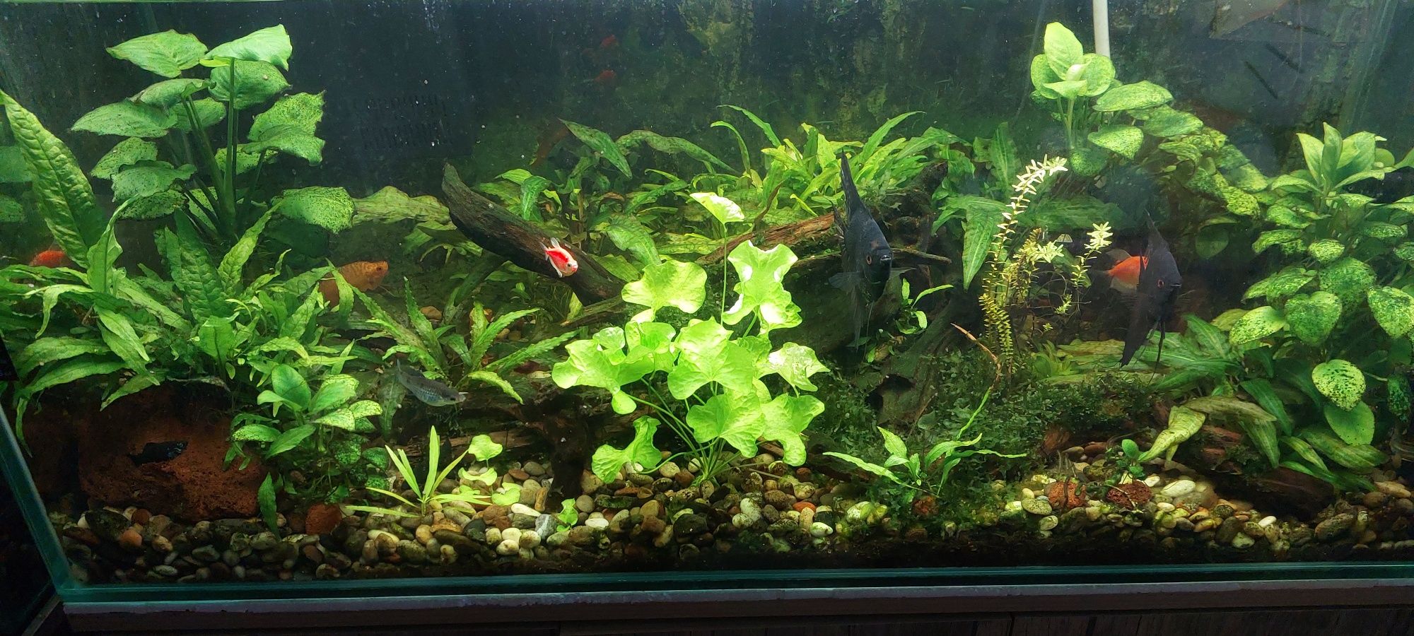 Akvarium sotiladi.