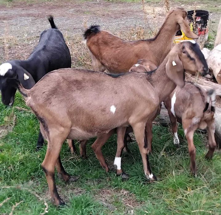 Vand capre anglo nubiene