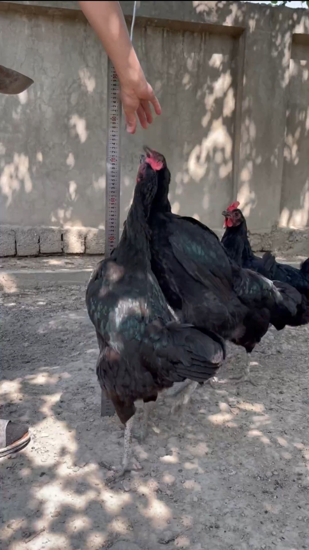 Gigant qora shaxzoda tuhunlari sotiladi