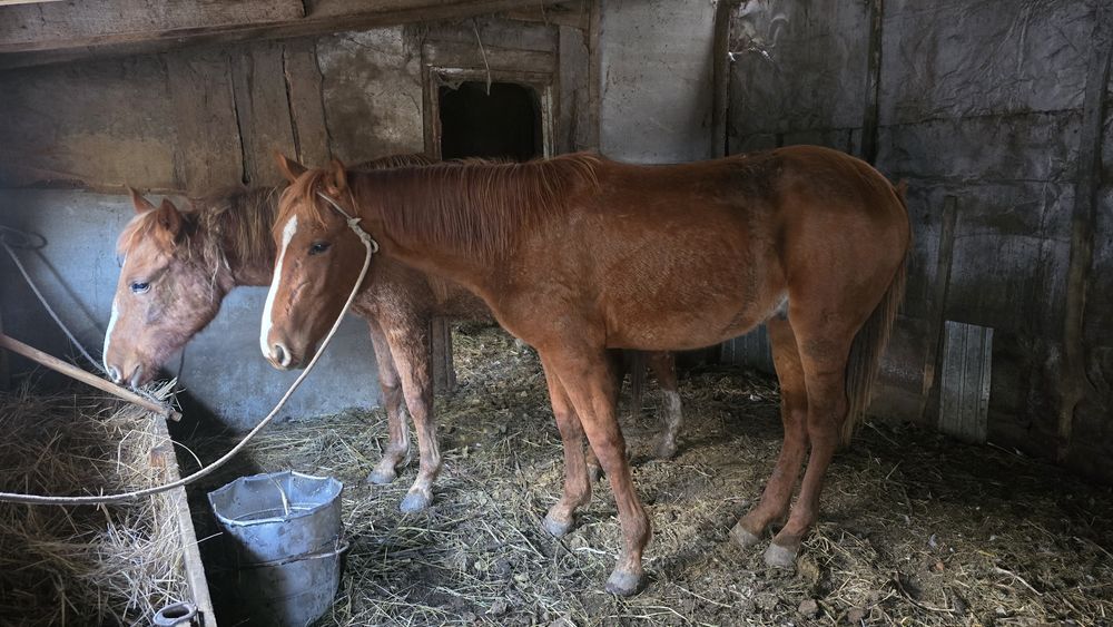 Продам кобылку 3 года,и жеребец 1.5года