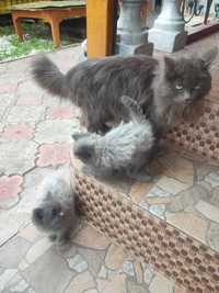 Продается Сибирские котята