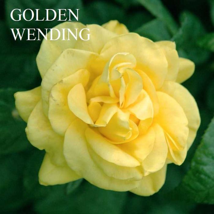 TRandafiri pomisori la oferta- 49 lei, se livreaza in toata tara