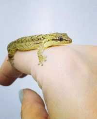 Gecko Lepidodactylus lugubris