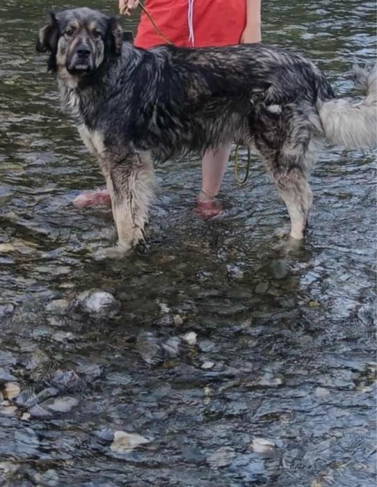 De vanzare ciobanesc carpatin