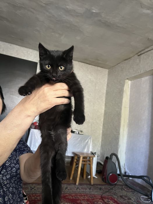 Отдам даром котят