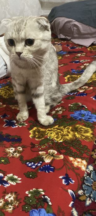 Кошка шотланский