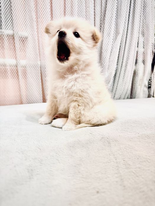 Очаровательные щенки шпица