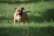 American Bully femela