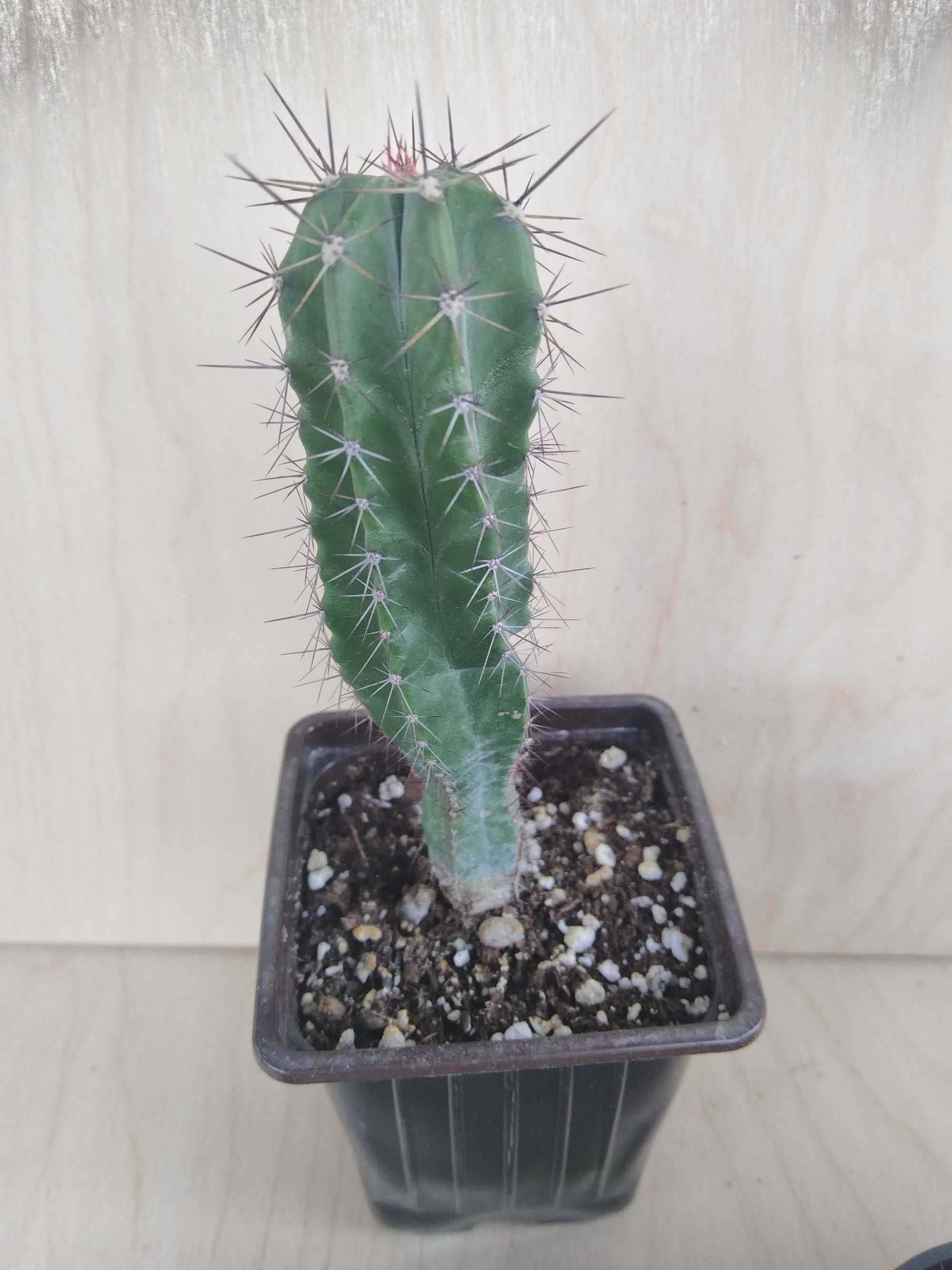 Кактусы сортовые