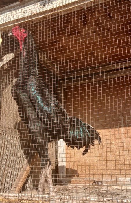 О шамо немец.март бошида чикан жожа сотилади.