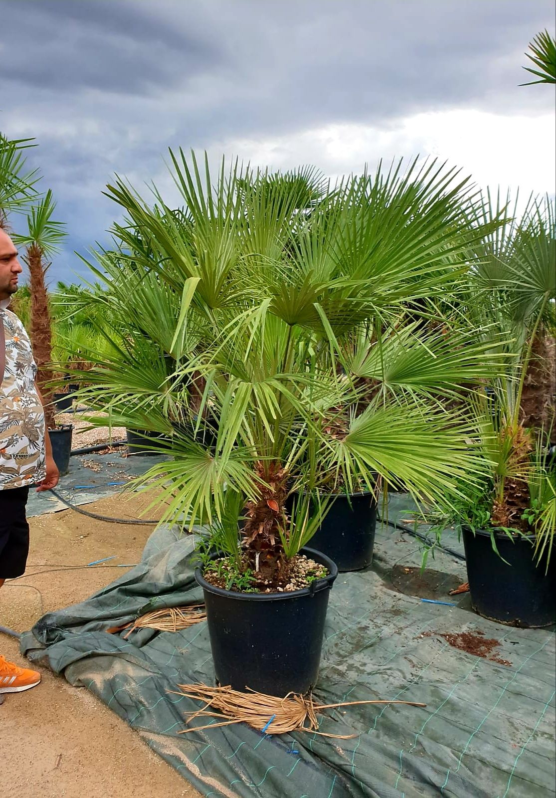 Vand palmieri, Cycas, trachycarpus fortunei,chamaerops humilis.