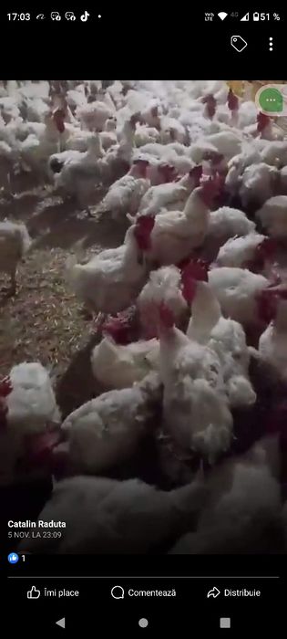 Găini mari albe de carne