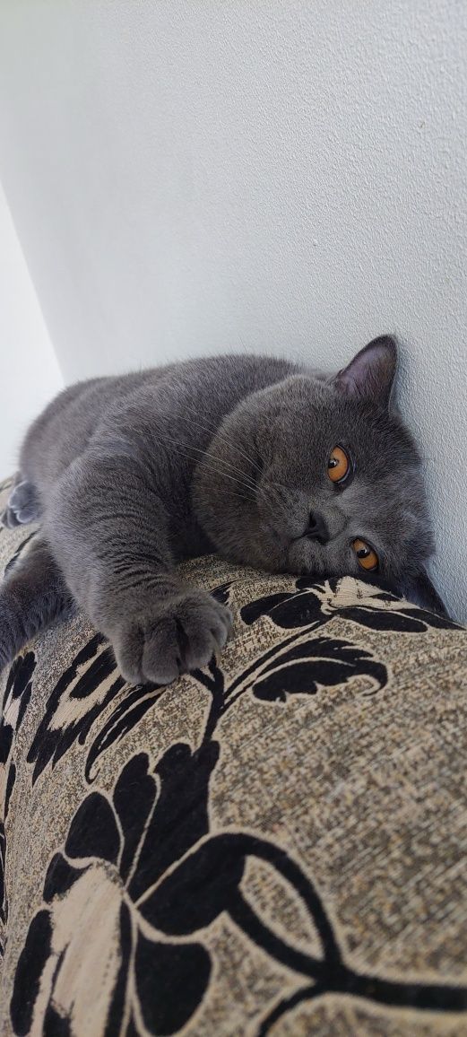 Motan British shorthair