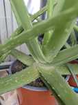 Vind Aloe Vera medicinală