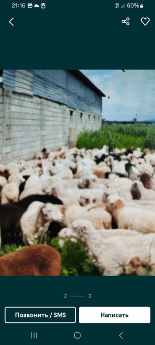 Кой Баран Қой кой баран Бараны токты  сатылады Имеется быстрый Доставк