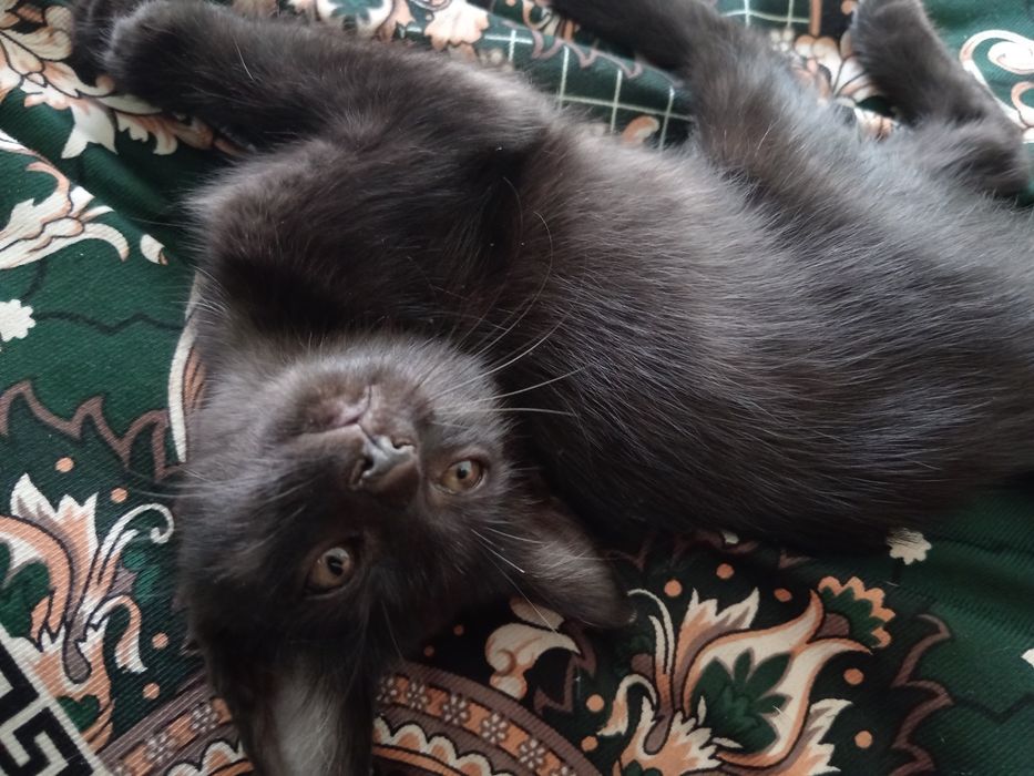 Отдам даром кошка