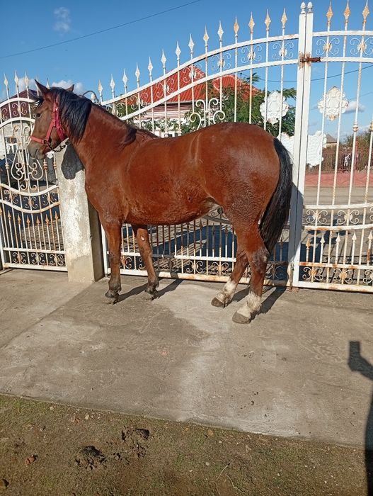 Vand cârlană  cuminte și fara narav