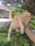 Cocker spaniel auriu