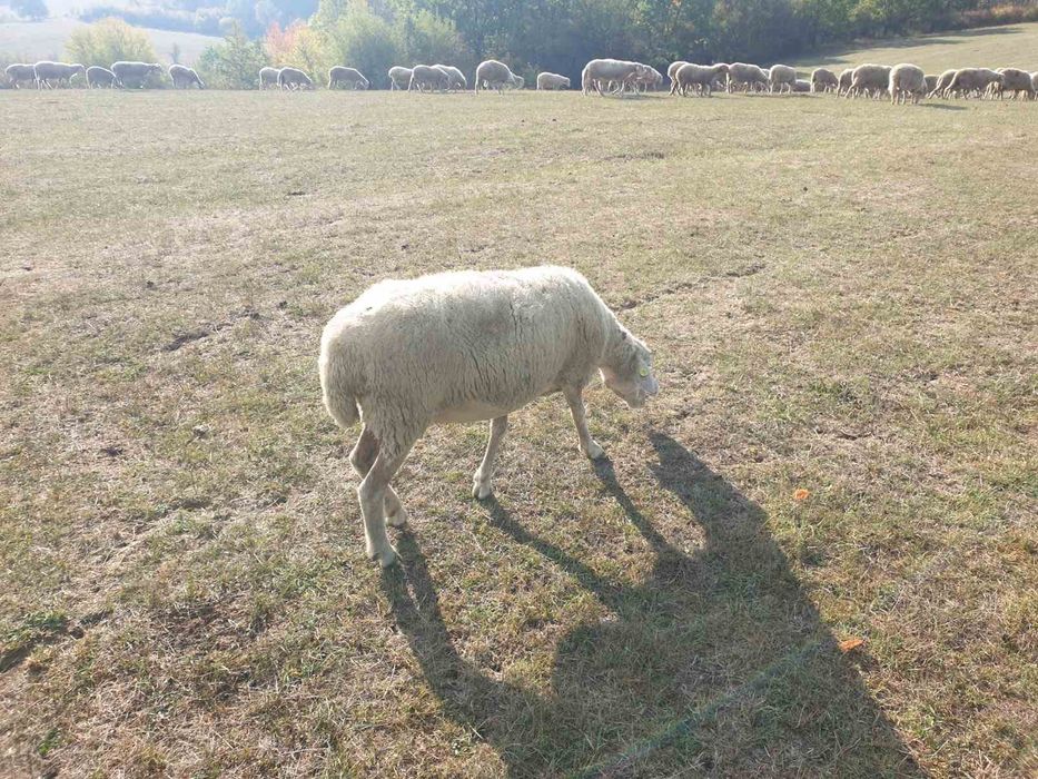 Продавам овце ЦИГАЙ