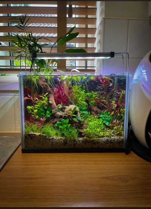 Acvarii/terarii la comandă pe măsură!