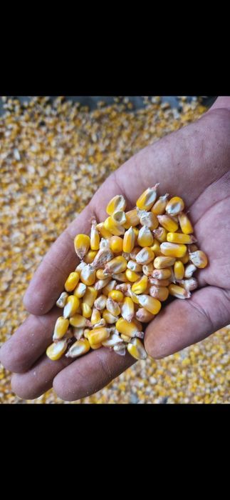 Porumb boabe adus acasă