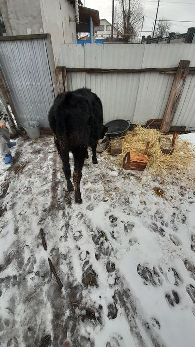 Бұзау сатылады ұршашы