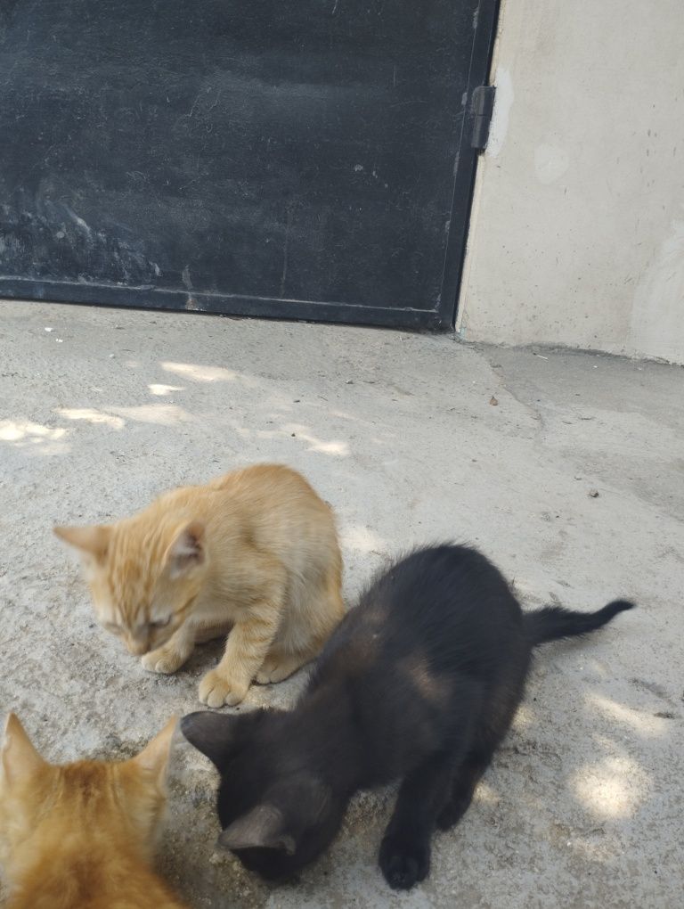 Подаряваме котета