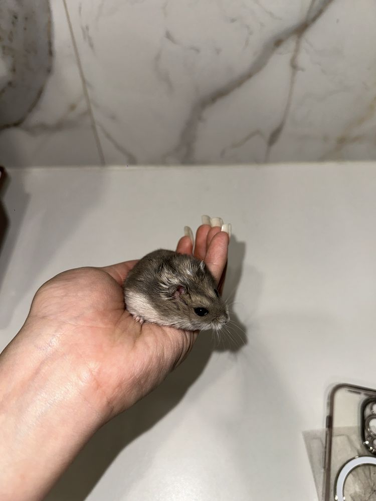 Хомяк джунгарский
