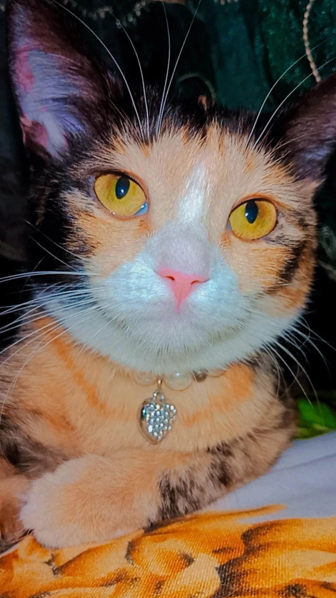 Хэппи котёнок ищет дом