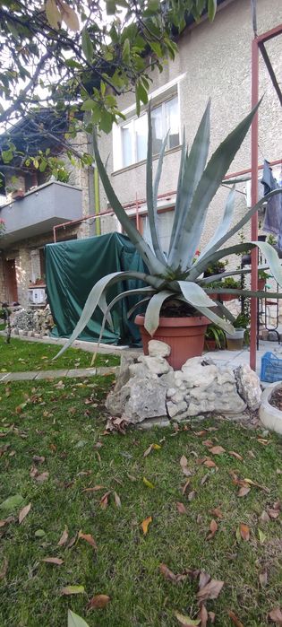 Столетник Агаве Алое