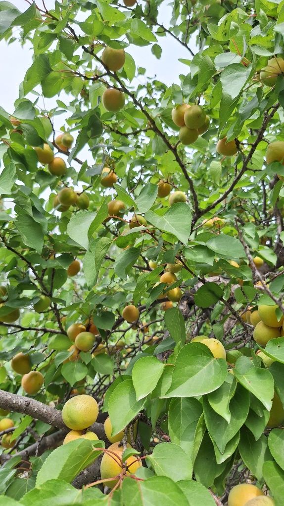 Продам абрикосы разного сорта
