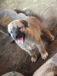 Catei De kangal cauta casa noua