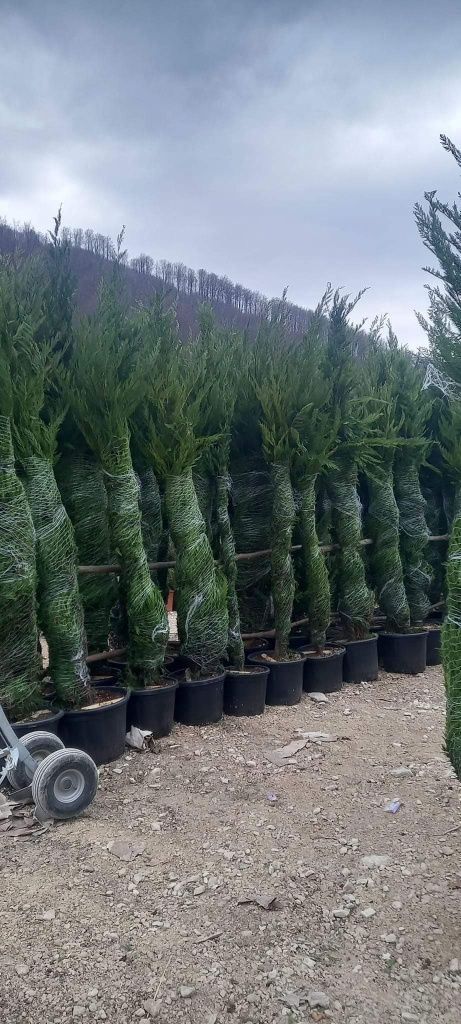 Plante ornamentale și rulou de gazon, livrare rapida oriunde în Țară