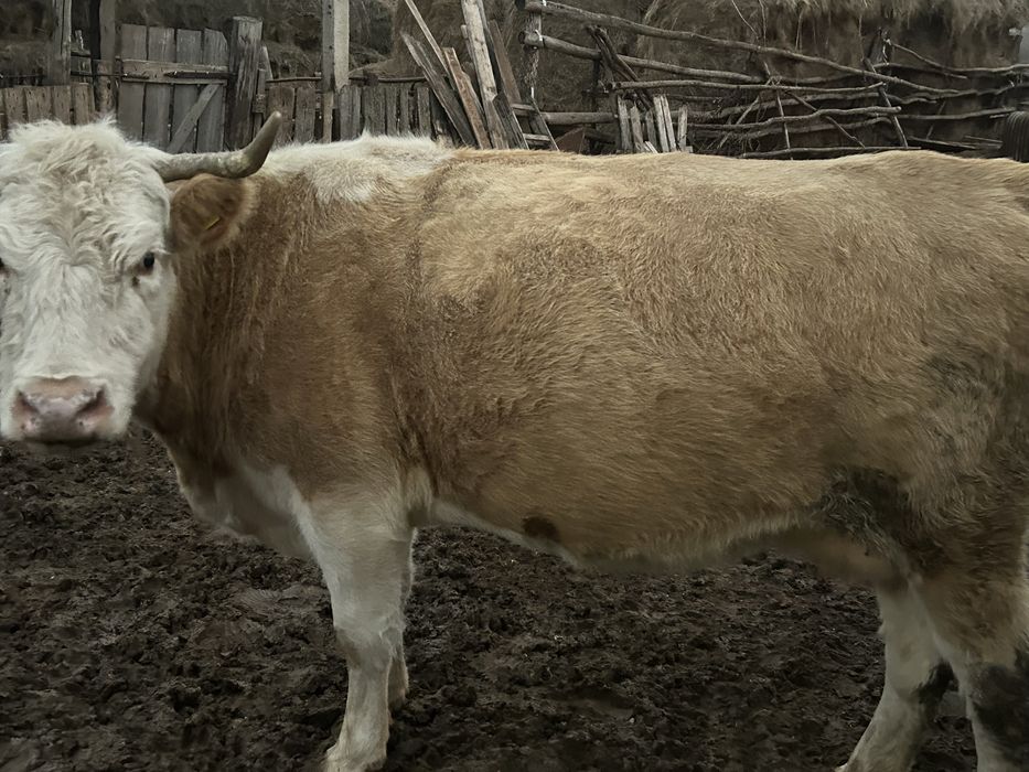 Сатылады соғымға