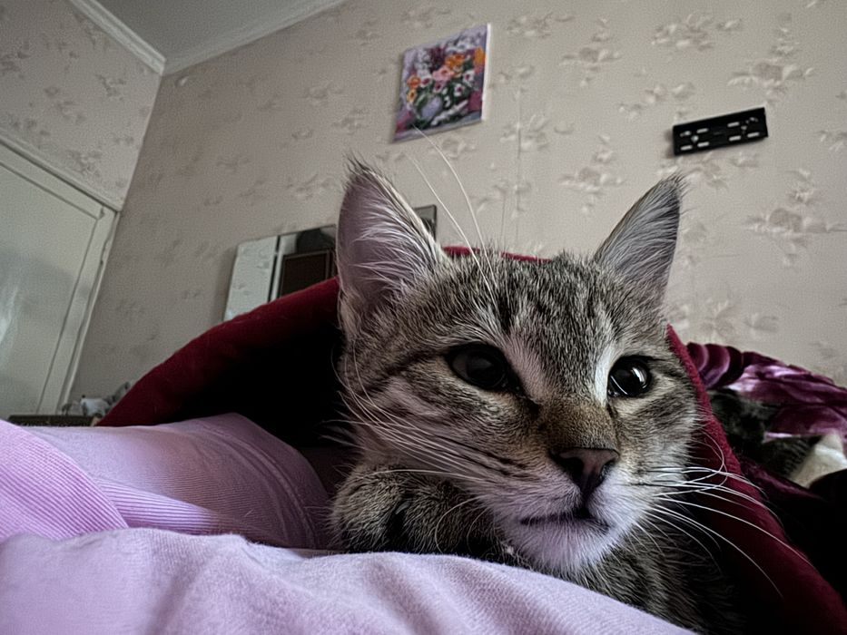 Кошка котенок кот