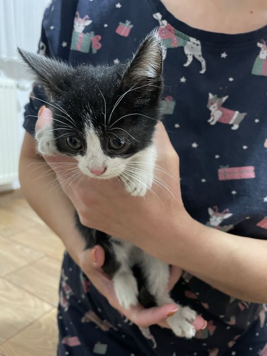 Pui de pisica adoptie